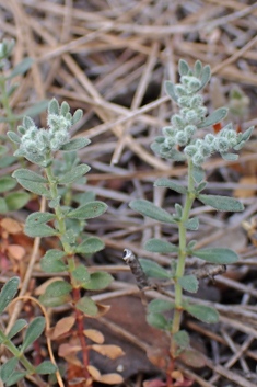 Grey Rupturewort