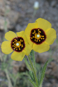 Spotted Rock-rose