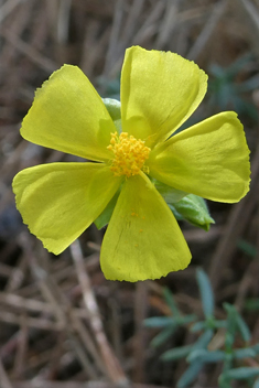 Thyme-leaved Fumana