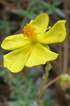 Thyme-leaved Fumana