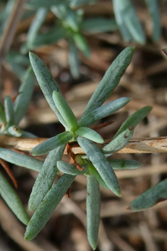 Thyme-leaved Fumana