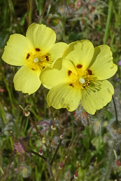 Spotted Rock-rose