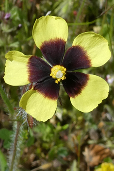 Spotted Rock-rose