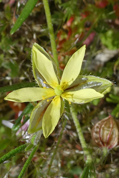 Egyptian Rock-rose