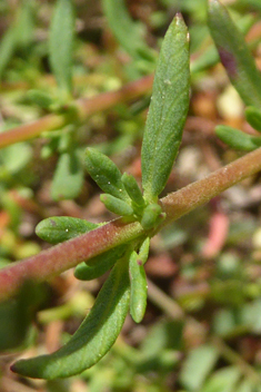 Thyme-leaved Fumana