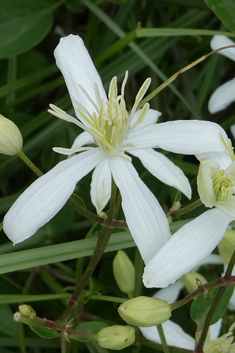 Common Virgin's-bower