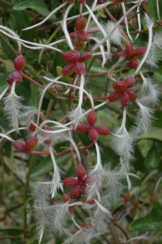 Common Virgin's-bower