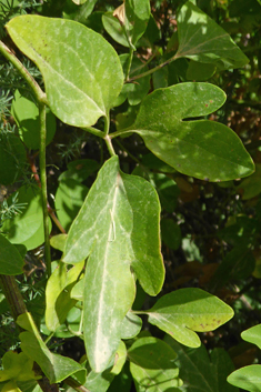 Common Virgin's-bower