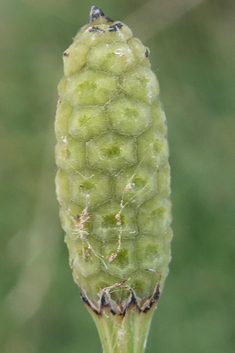 Branched Horsetail