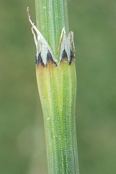 Branched Horsetail