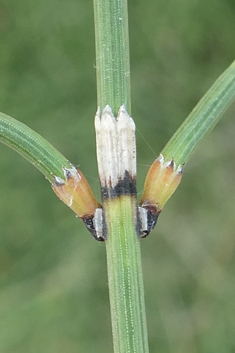 Branched Horsetail