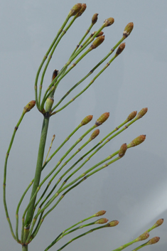 Branched Horsetail