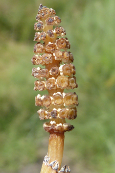 Branched Horsetail