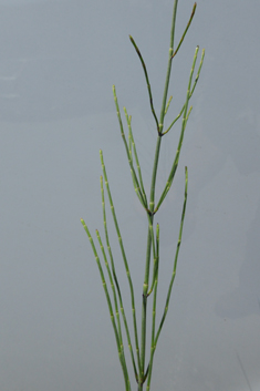 Branched Horsetail