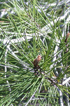 Calabrian Pine
