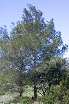 Calabrian Pine