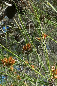 Calabrian Pine