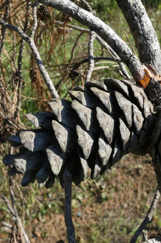 Calabrian Pine