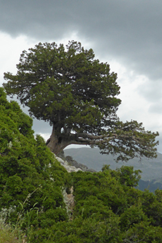 Stinking Juniper