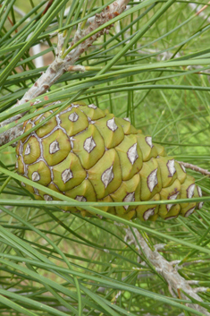 Calabrian Pine