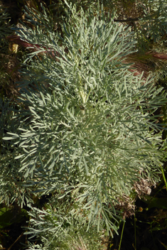 Shrubby Wormwood