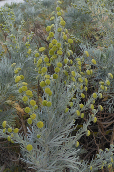 Shrubby Wormwood