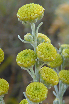 Shrubby Wormwood