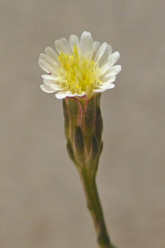 Southern Saltmarsh Aster