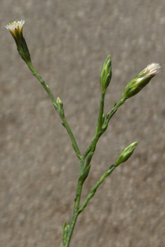 Southern Saltmarsh Aster