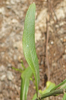 Southern Saltmarsh Aster