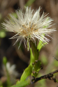 Southern Saltmarsh Aster