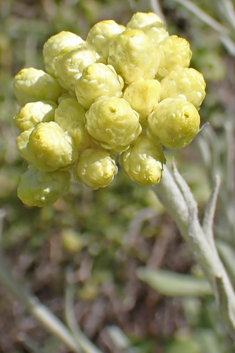 Oriental Everlasting