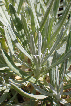 Oriental Everlasting