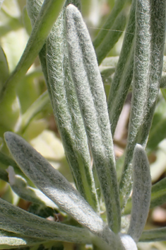 Oriental Everlasting