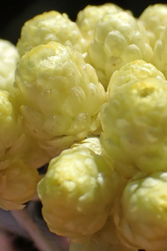 Oriental Everlasting