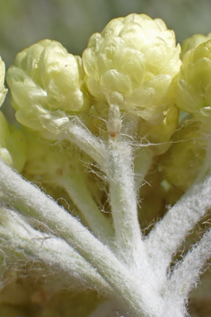 Oriental Everlasting