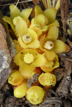 Yellow Cytinus