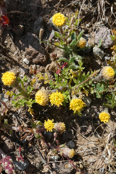 Rayless Chamomile