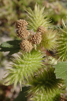 Rough Cocklebur