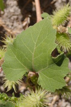 Rough Cocklebur
