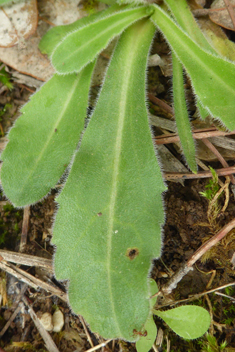 Southern Daisy