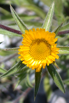 Spiny Pallenis