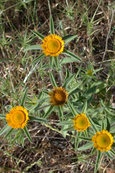 Spiny Pallenis