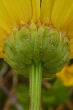 False Corn Marigold