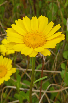 False Corn Marigold