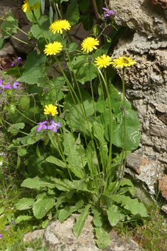 Tuberous Hawkbit