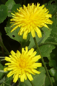 Tuberous Hawkbit