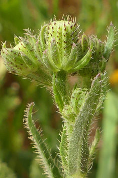 Rough Oxtongue