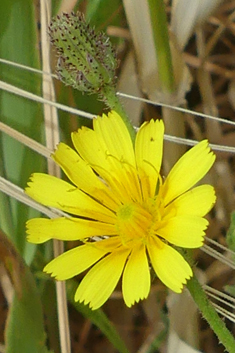 Rough Oxtongue