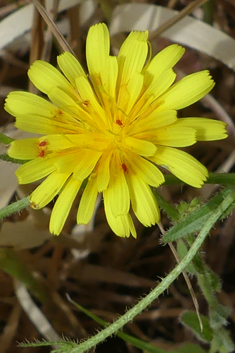 Rough Oxtongue